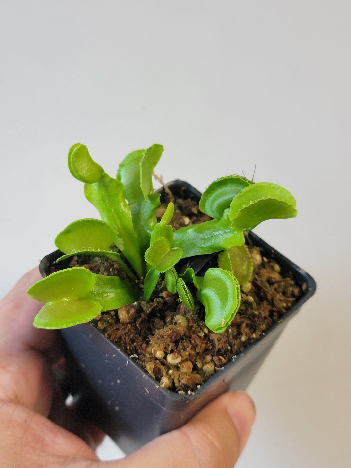 Dionaea musc. "Adentate"