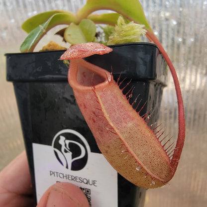 Nepenthes sibuyanensis x robcantleyi BE