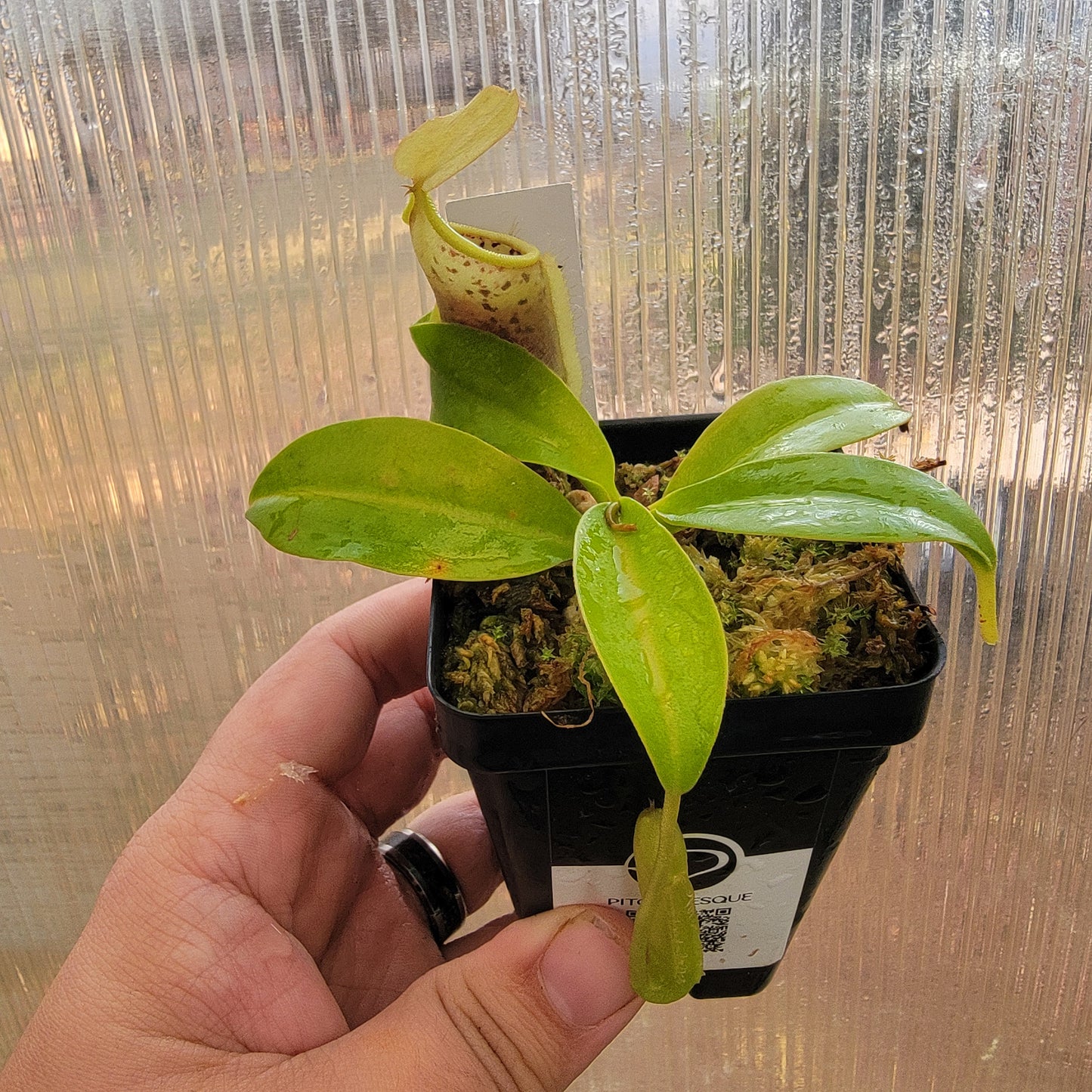 Nepenthes spathulata x campanulata BE