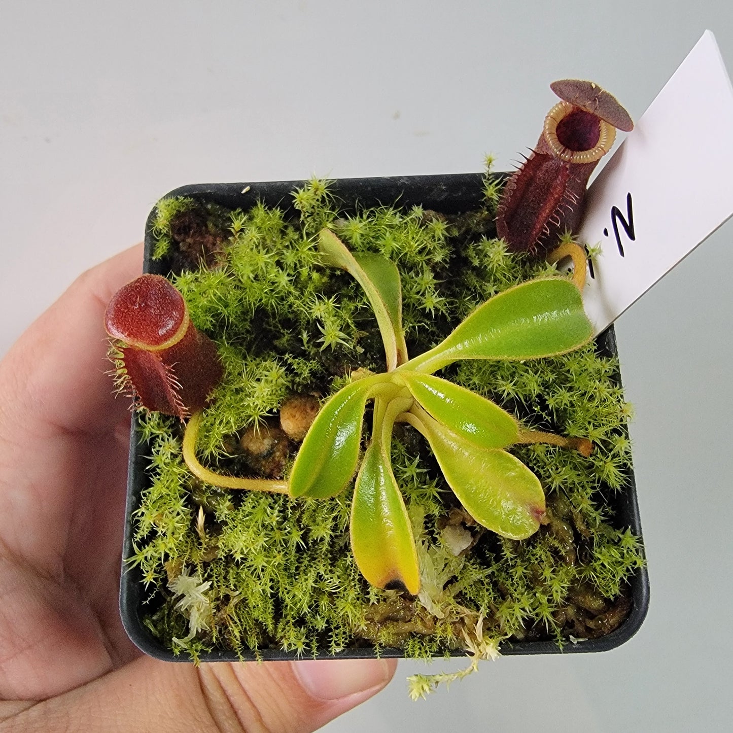 Nepenthes lowii BE *New Clone*