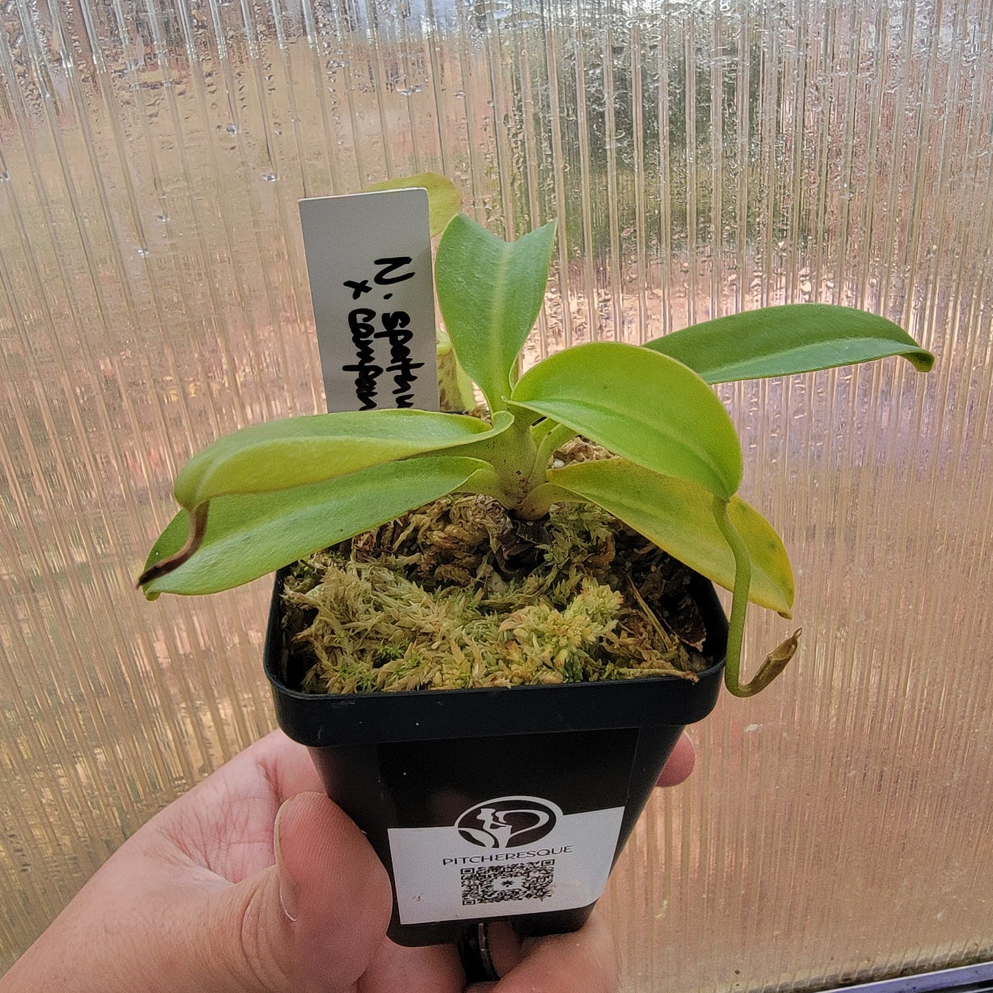 Nepenthes spathulata x campanulata BE