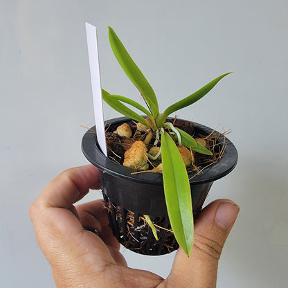 Trichocentrum undulatum Orchid