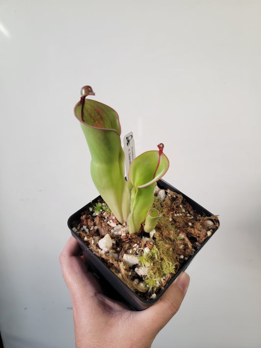 Heliamphora heterodoxa x minor *Large*