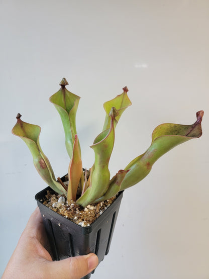 Heliamphora nutans x glabra 'Giant'