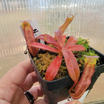 Nepenthes ramispina x reinwardtiana BE