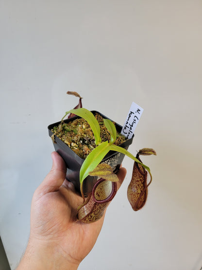 Nepenthes singalana x hamata BE