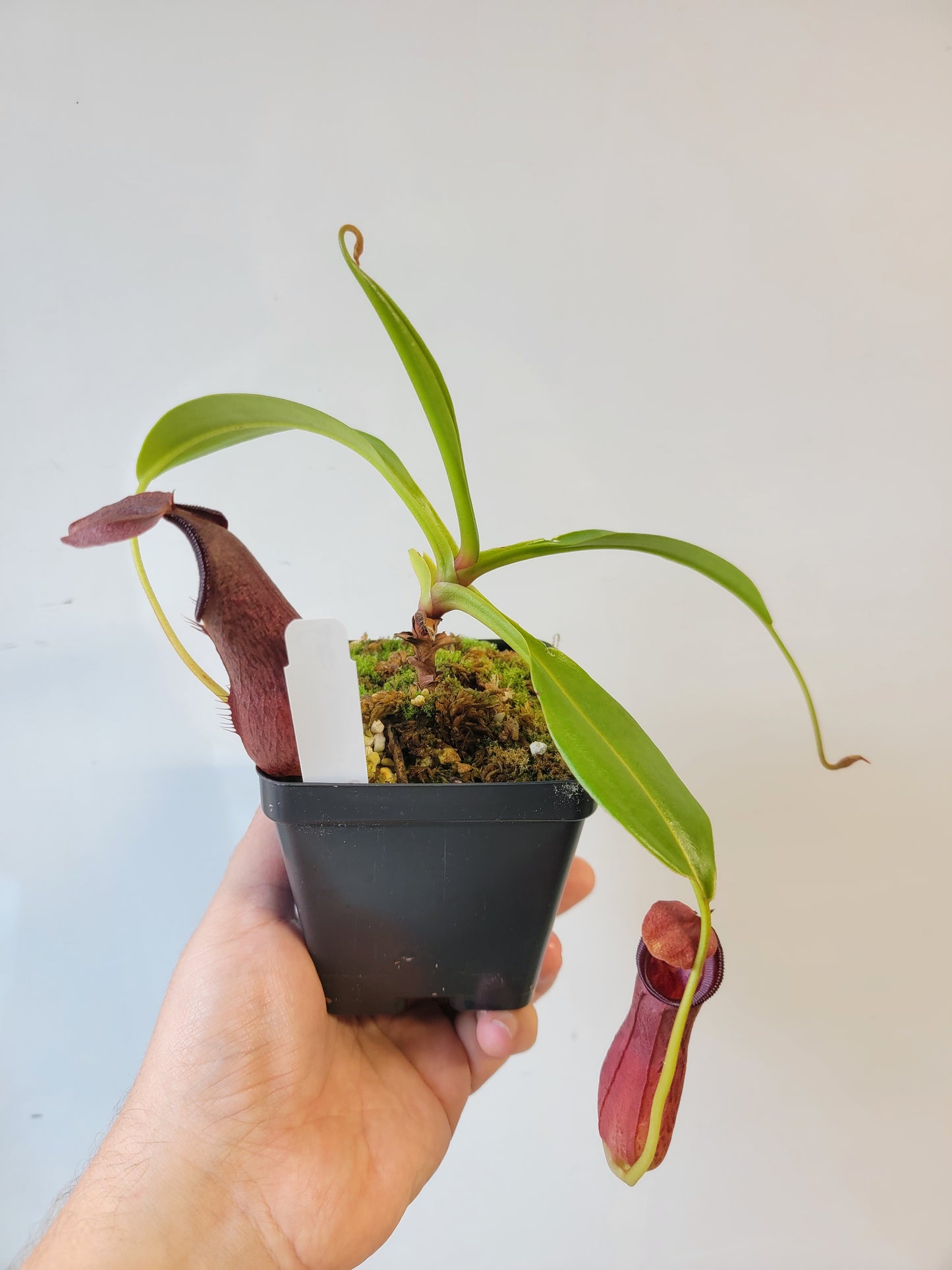 Nepenthes singalana x ventricosa x robcantleyi BE