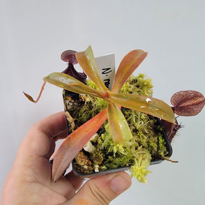 Nepenthes ramispina x singalana BE