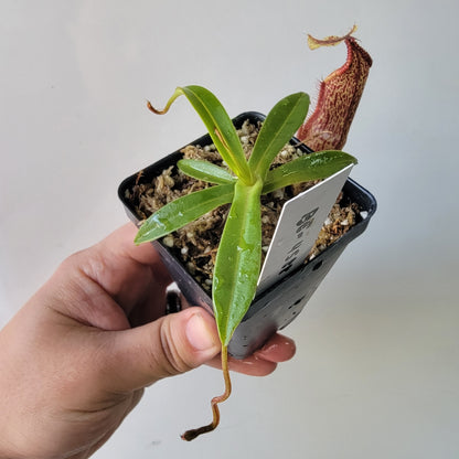 Nepenthes singalana x hamata BE