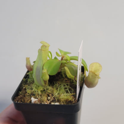 Nepenthes clipeata x reinwardtiana BCP