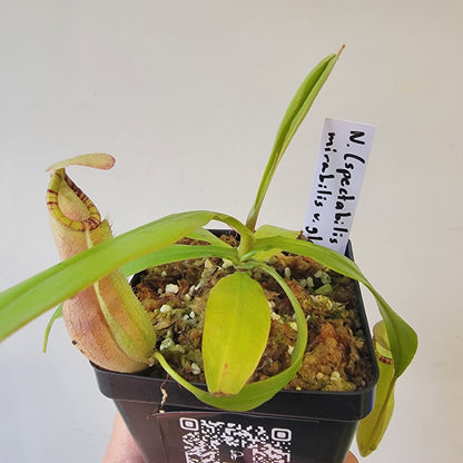 Nepenthes spectabilis x mirabilis var. globosa BE