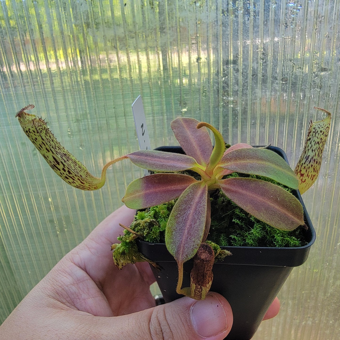 Nepenthes vogelii BE