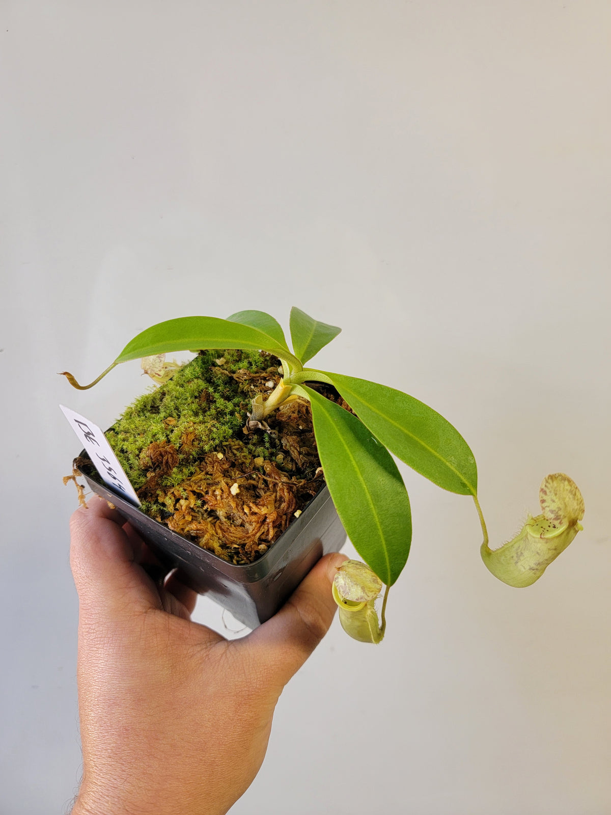Nepenthes burbidgeae x campanulata BE
