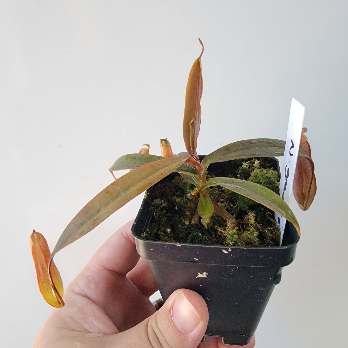 Nepenthes gracilis BE