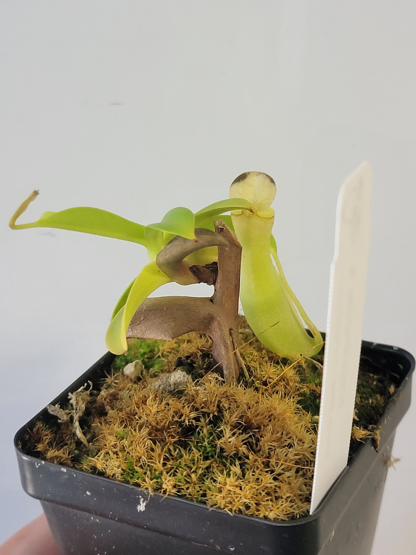 Nepenthes reinwardtiana SG