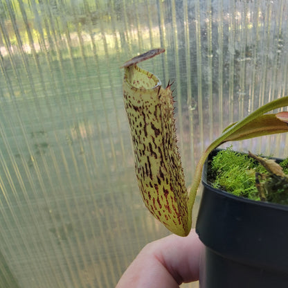 Nepenthes vogelii BE