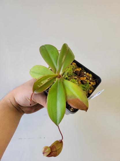 Nepenthes sibuyanensis x merriliana BE