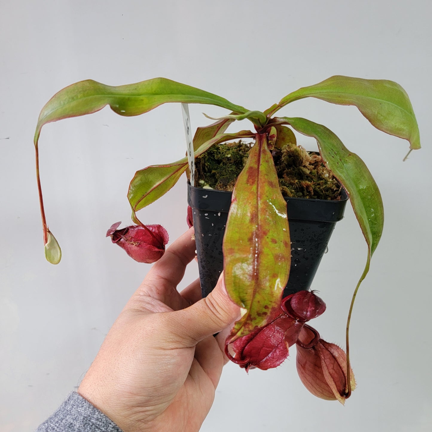 Nepenthes viking x lowii x campanulata 'Giant' PP