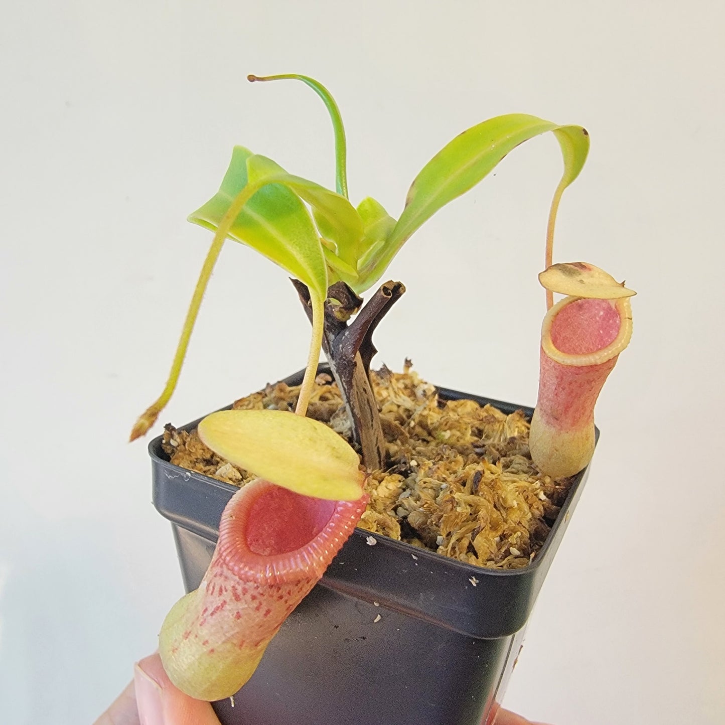 Nepenthes ventricosa 'HI clone'