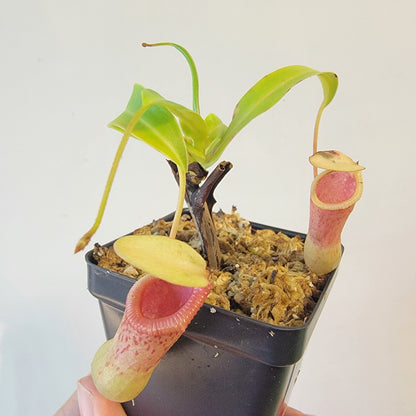 Nepenthes ventricosa 'HI clone'