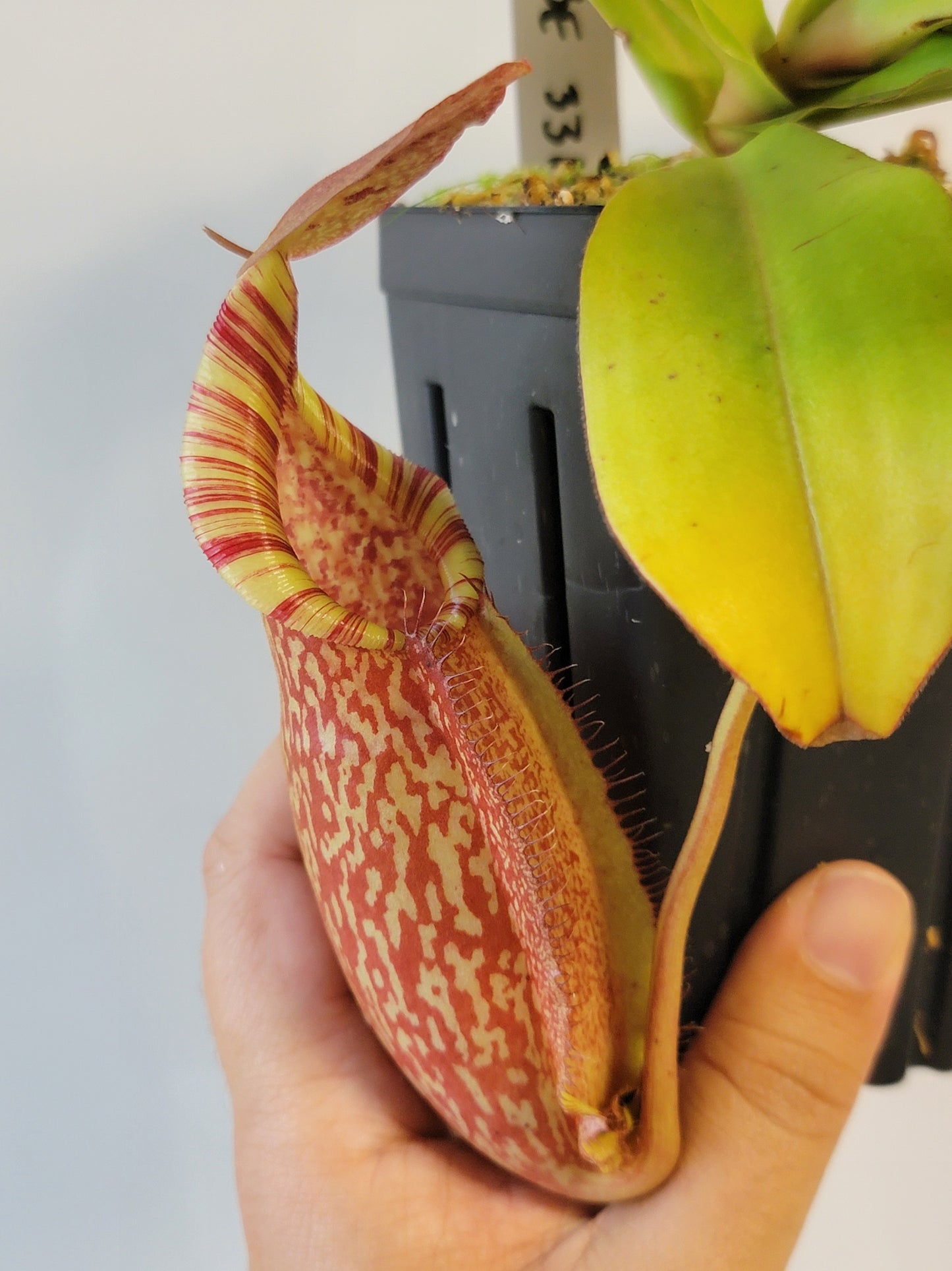 Nepenthes spathulata x spectabilis BE