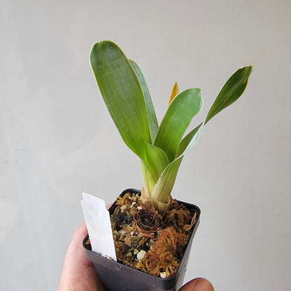 Brocchinia hechtioides (pygmy form) BCP