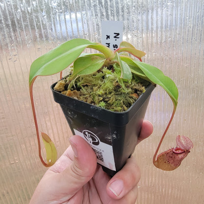 Nepenthes sibuyanensis x robcantleyi BE