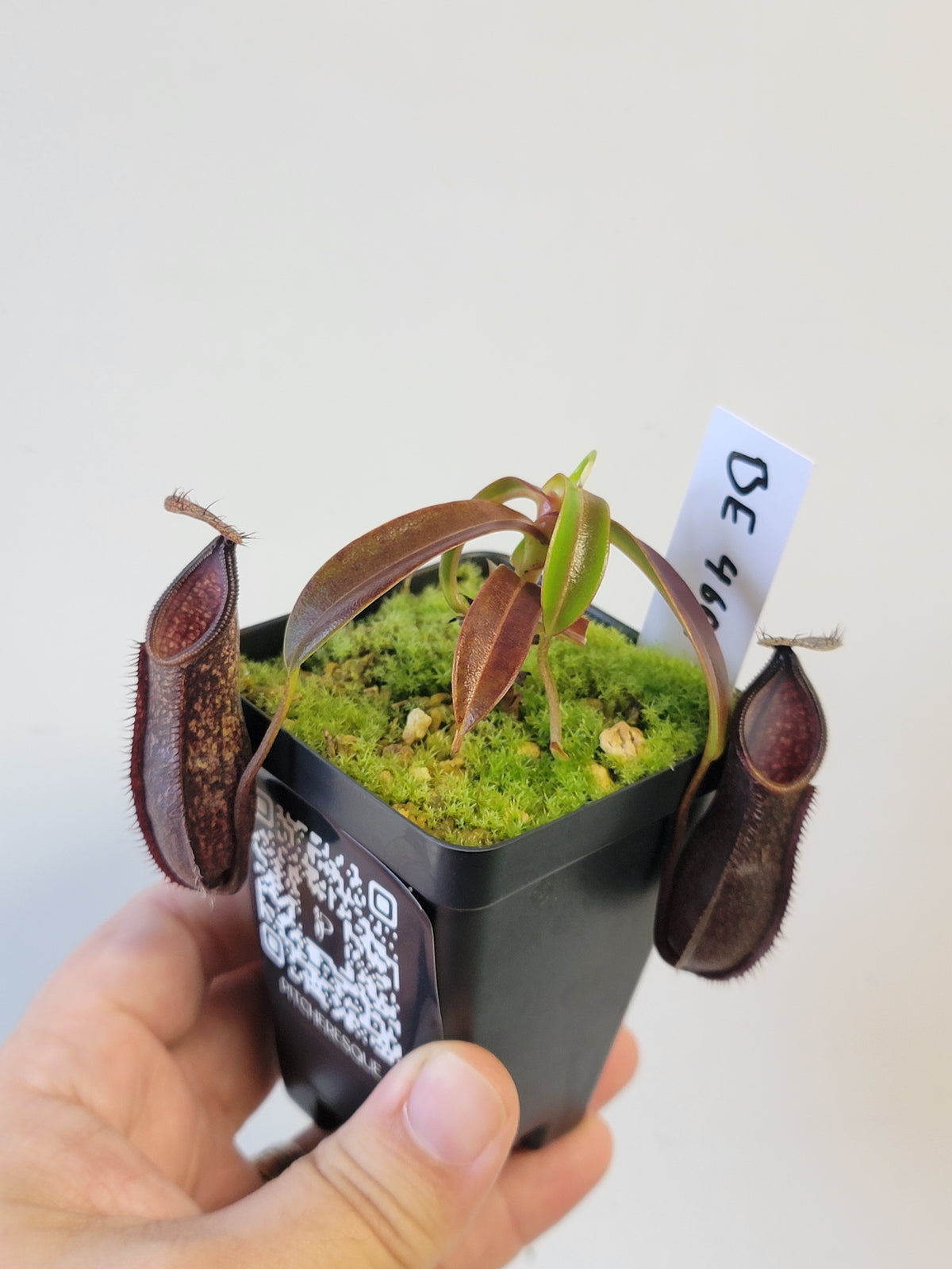 Nepenthes nigra BE