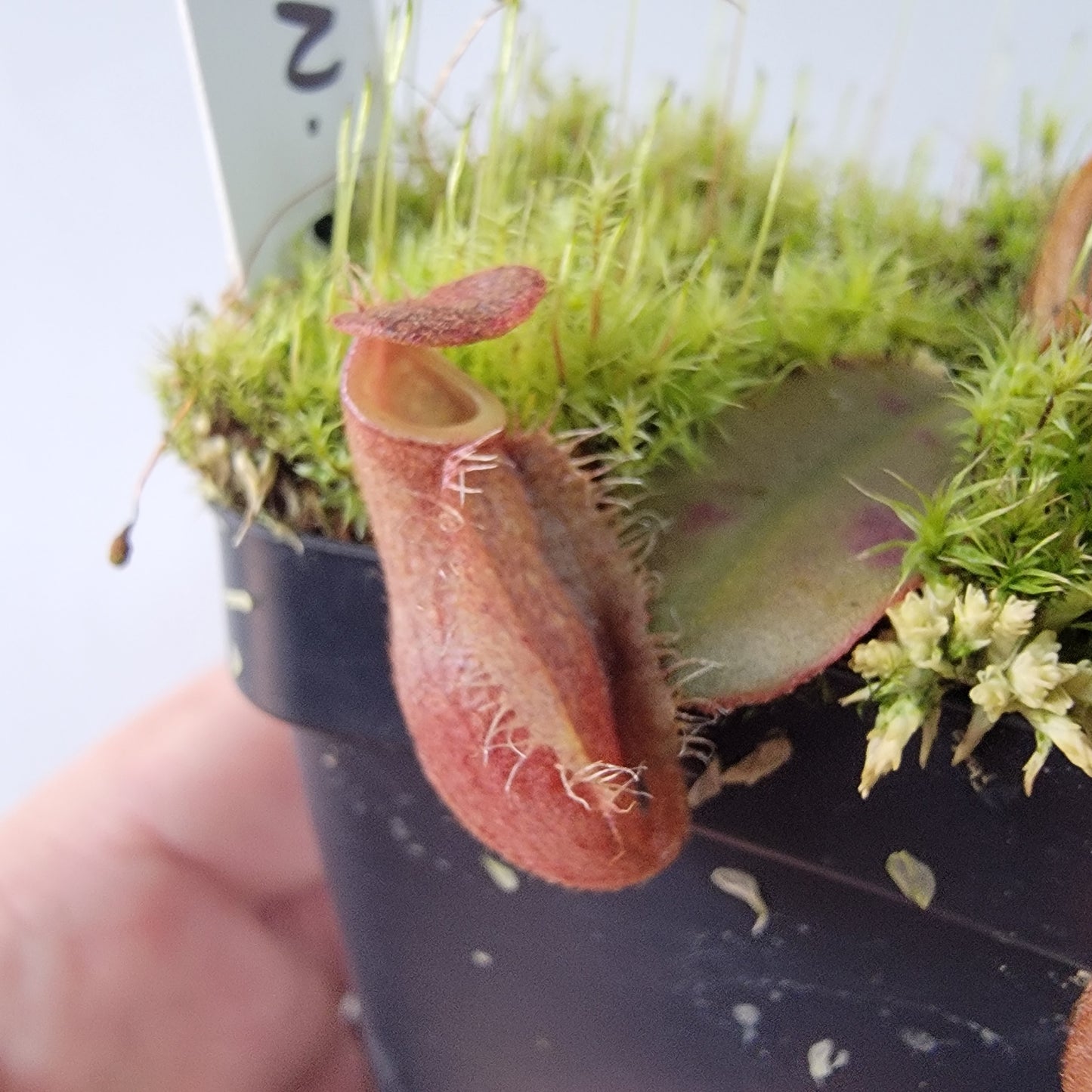 Nepenthes vieillardii BE