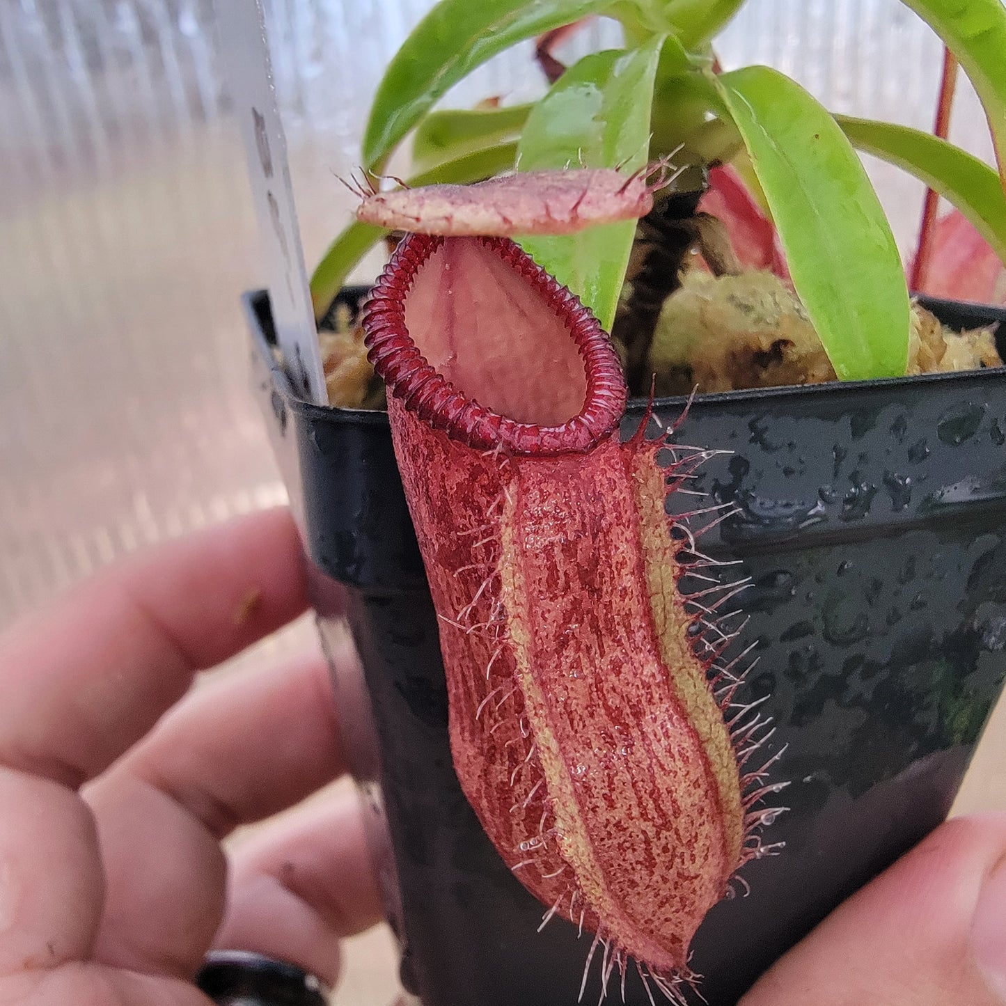 Nepenthes ventricosa x hamata BE