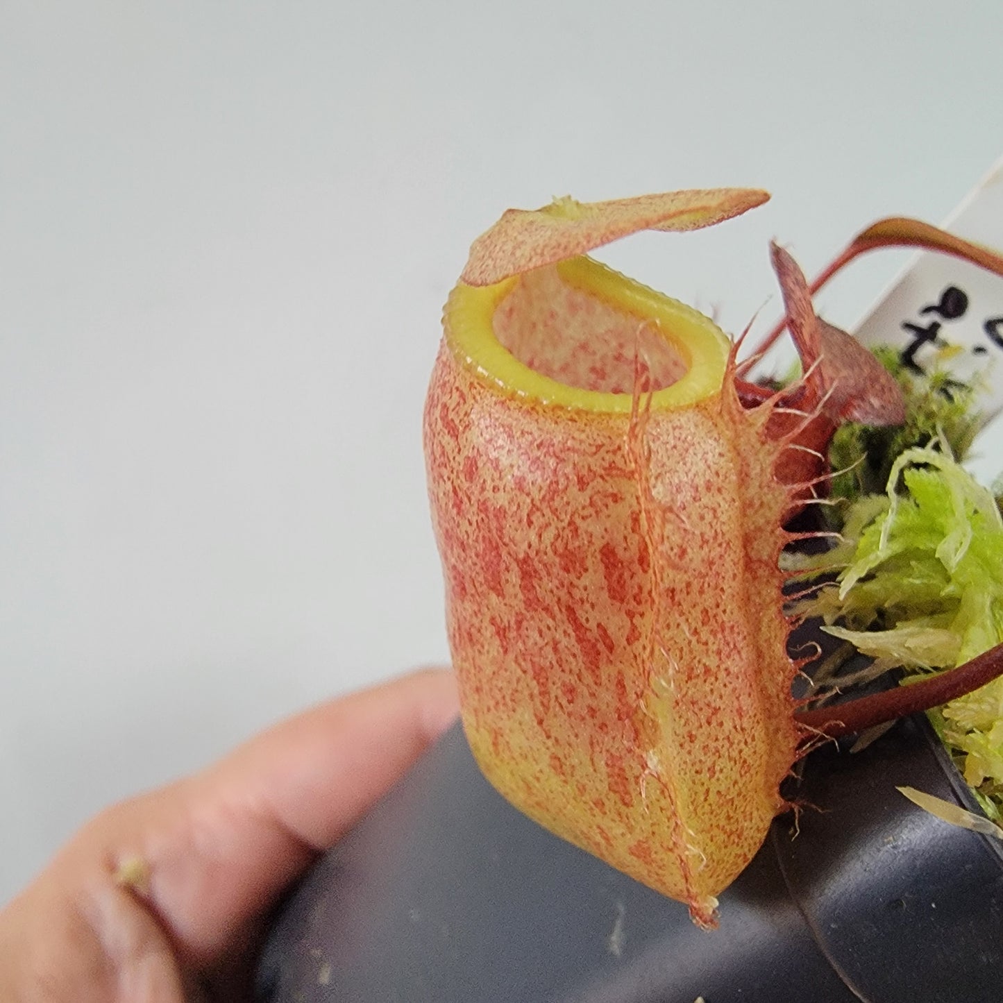 Nepenthes ventricosa x attenboroughii BE