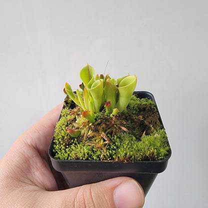 Heliamphora minor