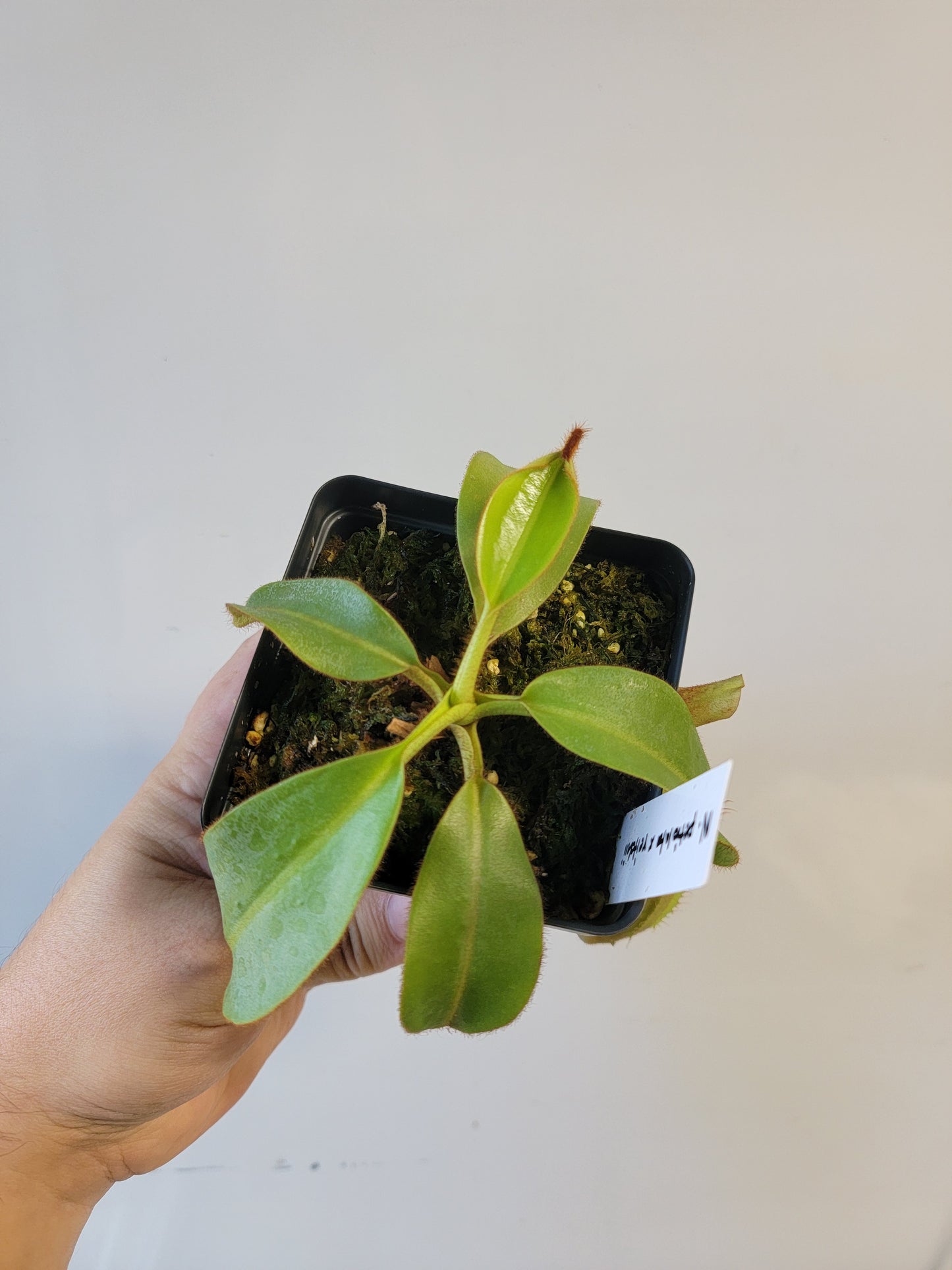 Nepenthes petiolata x veitchii BE