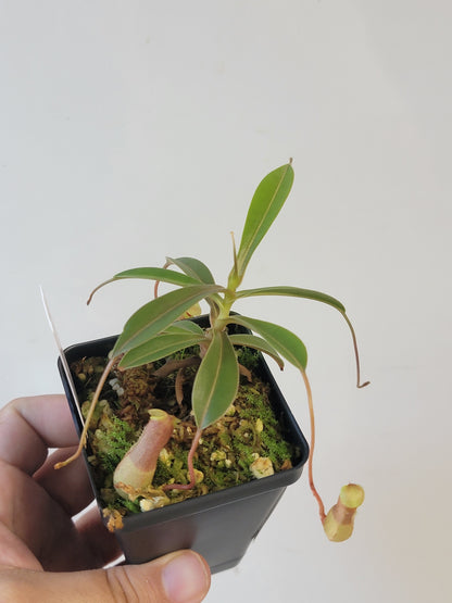 Nepenthes barcelonae BE