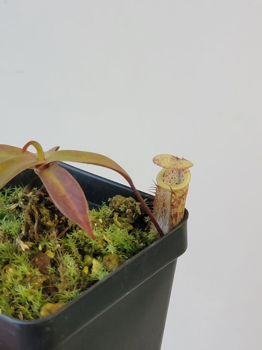 Nepenthes ulukaliana BCP