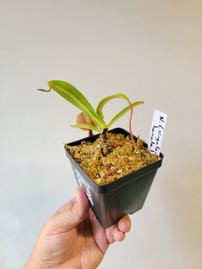 Nepenthes singalana x hamata BE