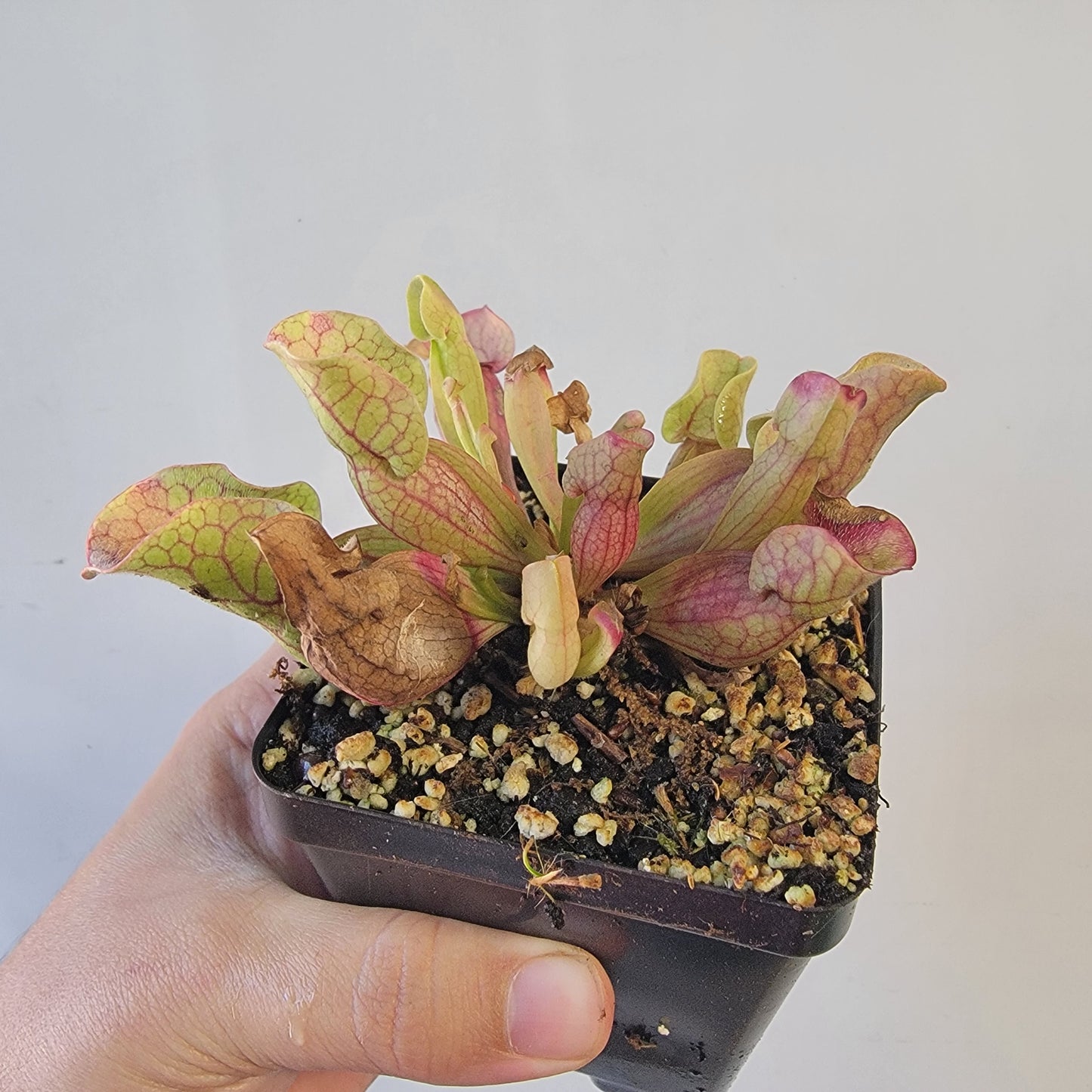 Sarracenia purpurea ssp. venosa 4"