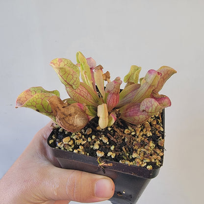 Sarracenia purpurea ssp. venosa 4"