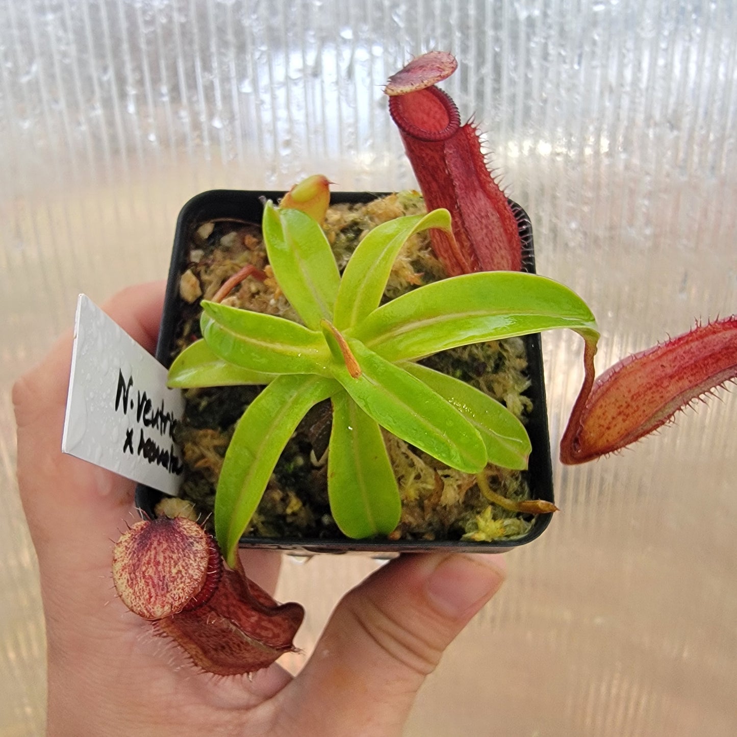 Nepenthes ventricosa x hamata BE