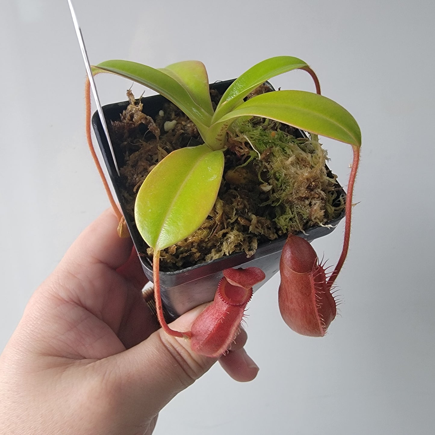 Nepenthes villosa x ventricosa BE