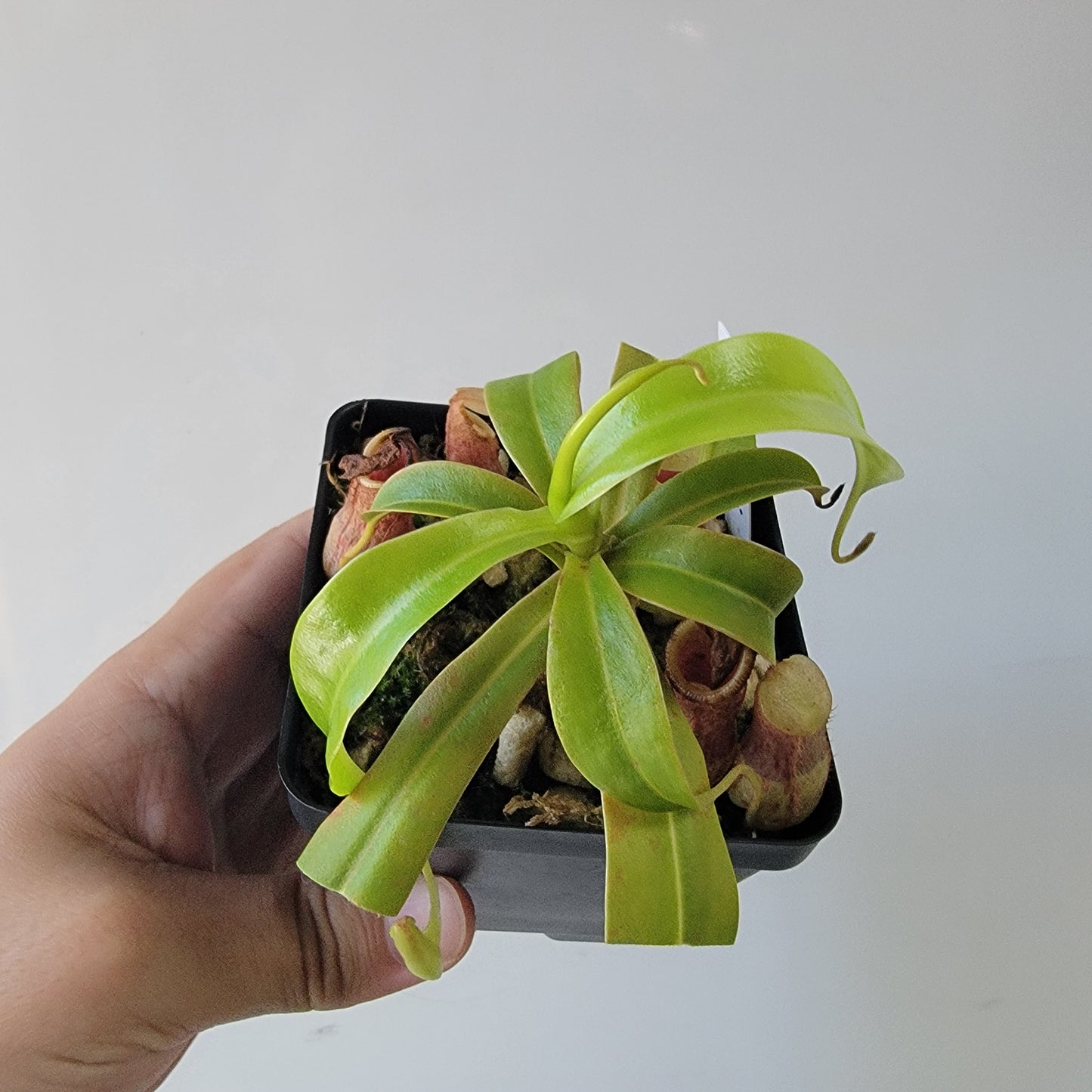 Nepenthes burkei BE *Medium*
