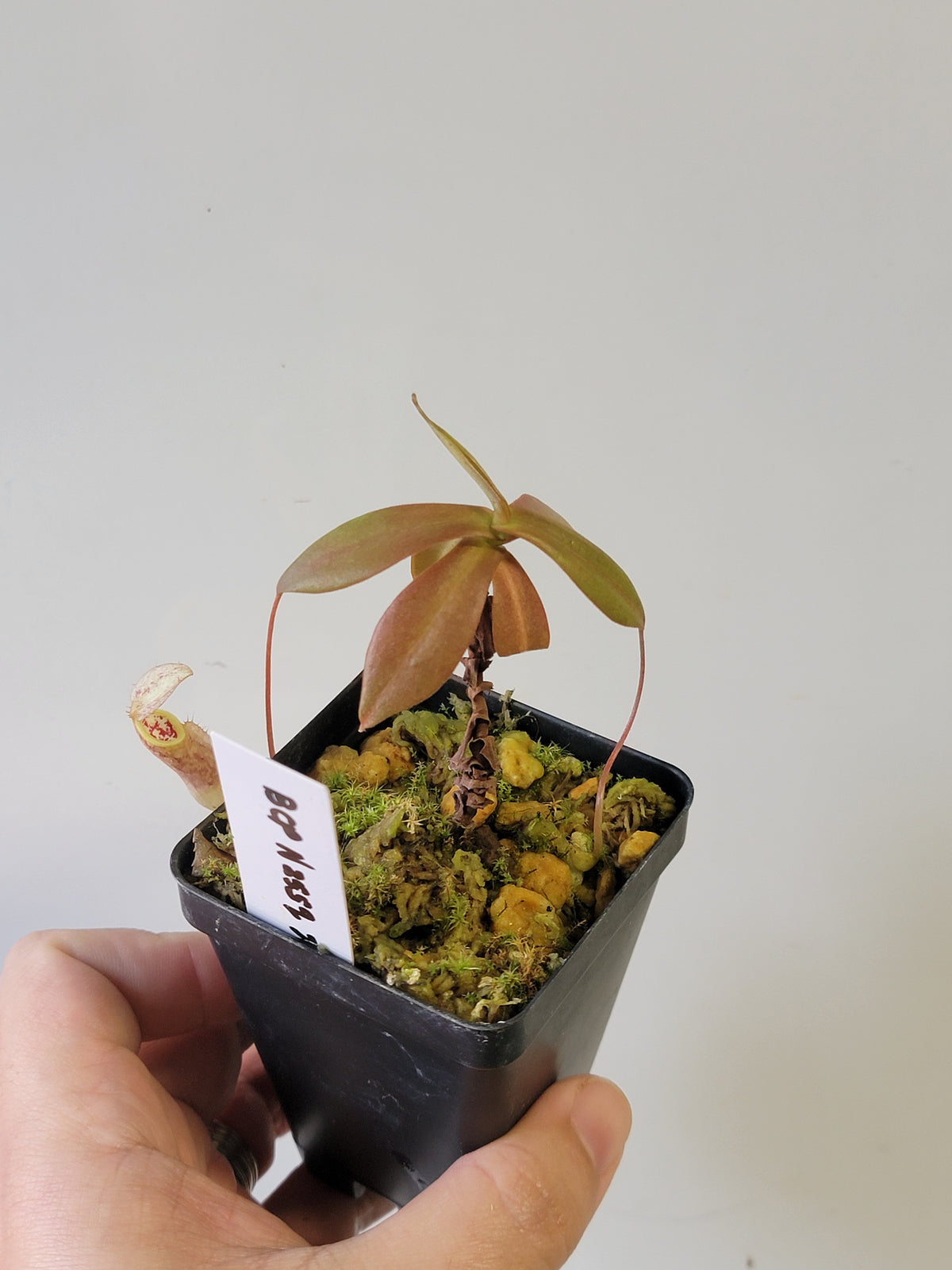 Nepenthes mapuluensis BCP