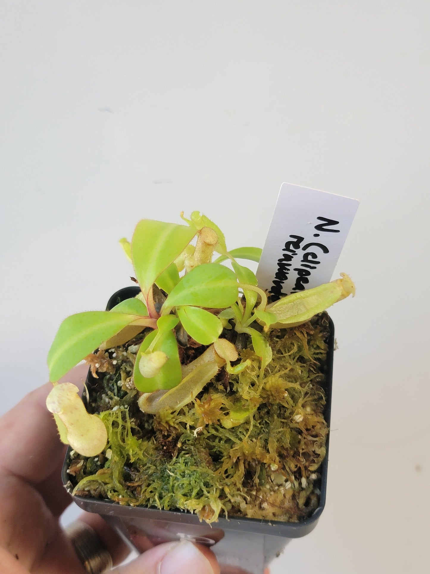 Nepenthes clipeata x reinwardtiana BCP