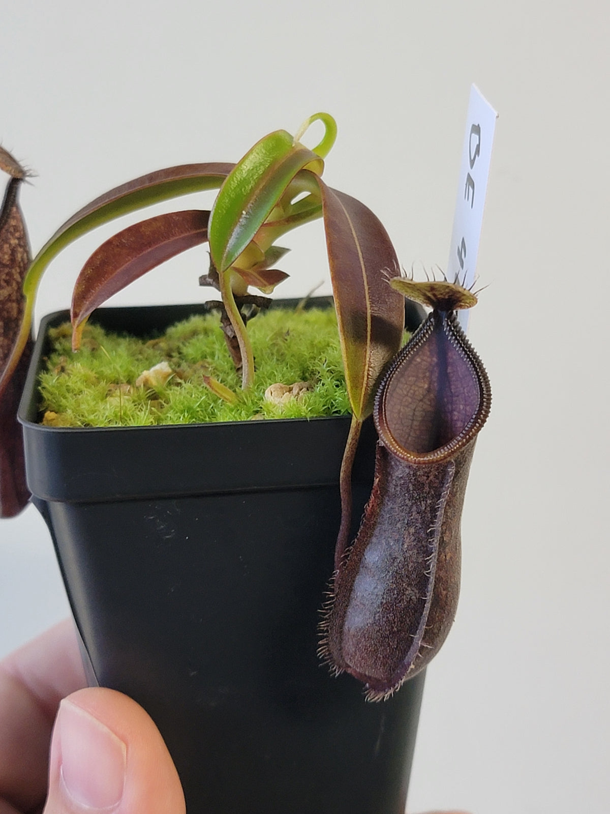 Nepenthes nigra BE