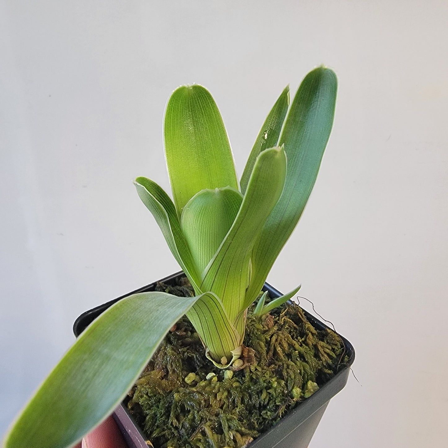 Brocchinia hechtioides (pygmy form) BCP