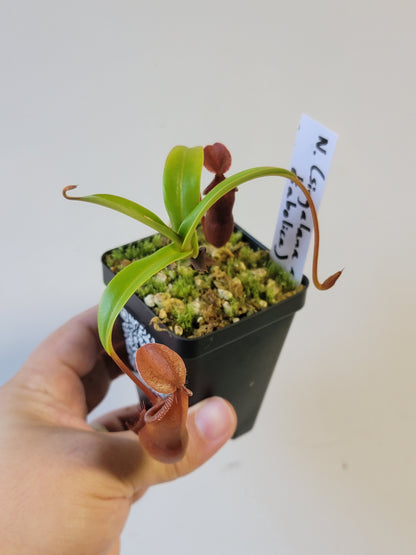 Nepenthes singalana x diabolica BE