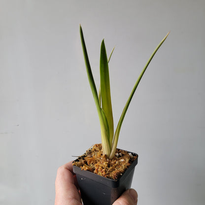 Brocchinia reducta BCP