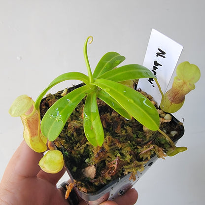 Nepenthes burkei BE