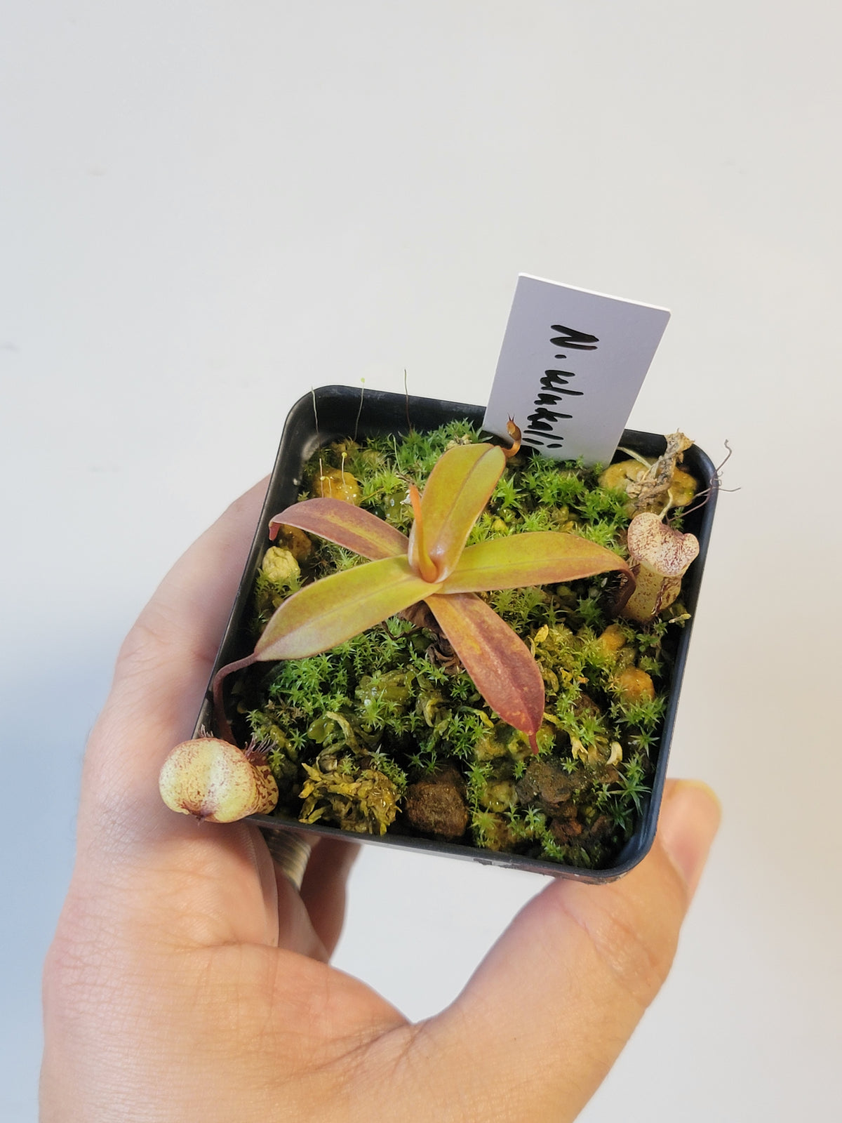 Nepenthes ulukaliana BCP