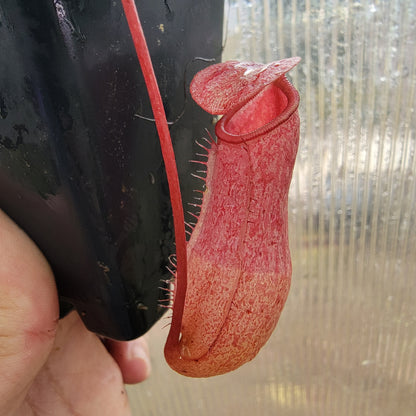 Nepenthes sibuyanensis x merriliana BE